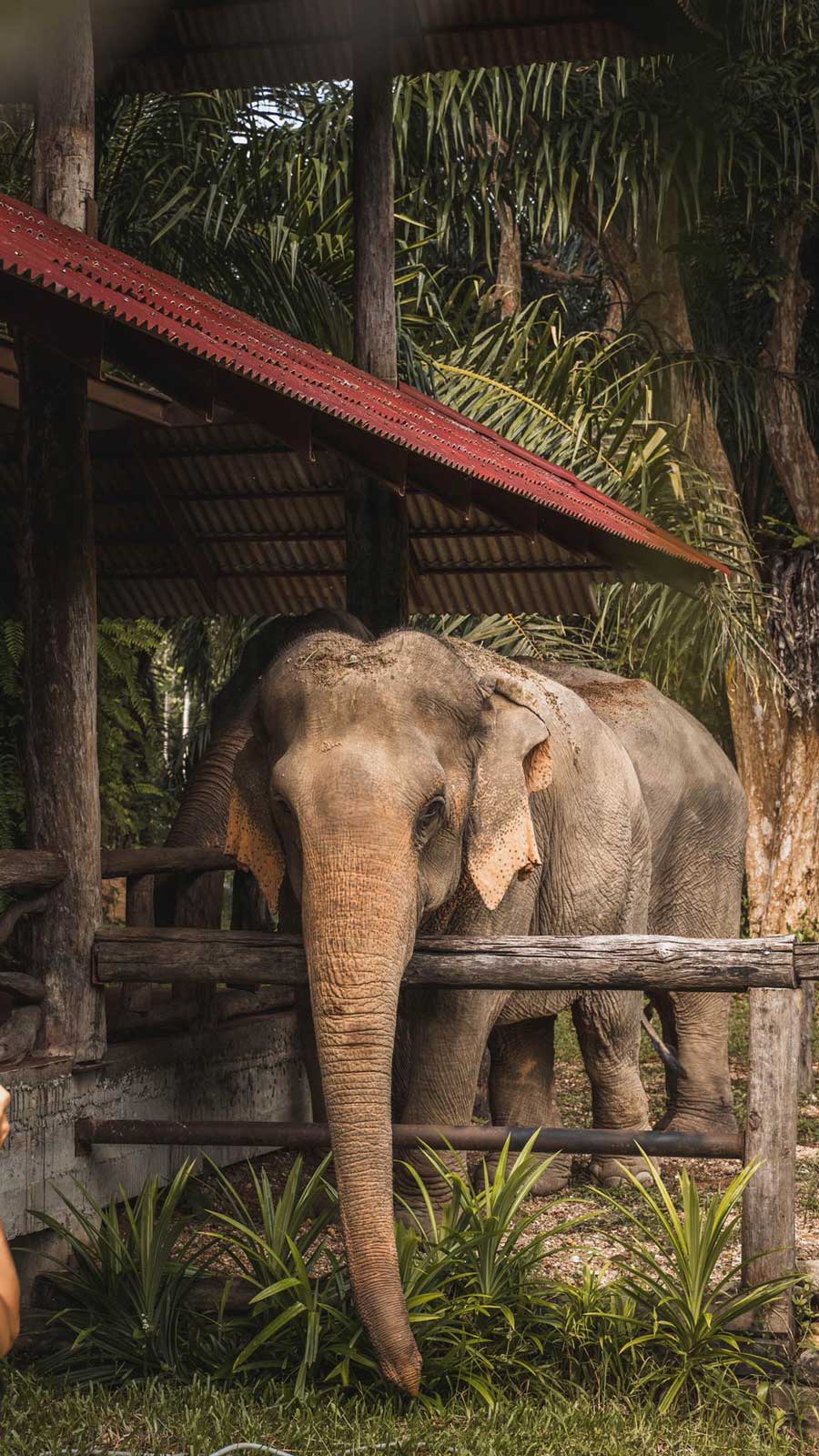 KHAOSOK ELEPHANT SANCTUARY