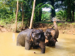 KHAOSOK ELEPHANT SANCTUARY